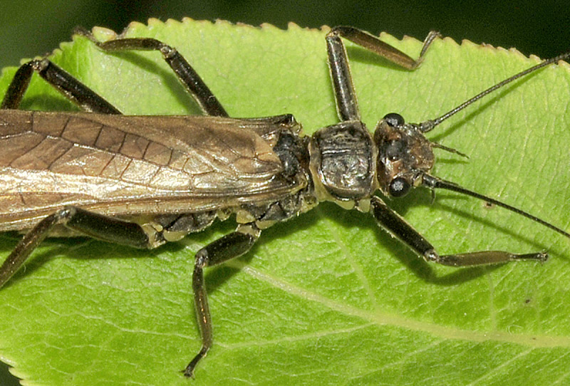 Perlidae: Dinocras sp.